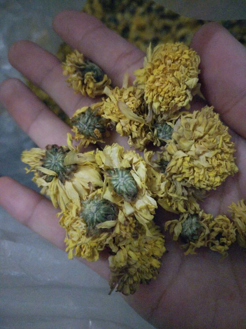 怀菊花袋装
