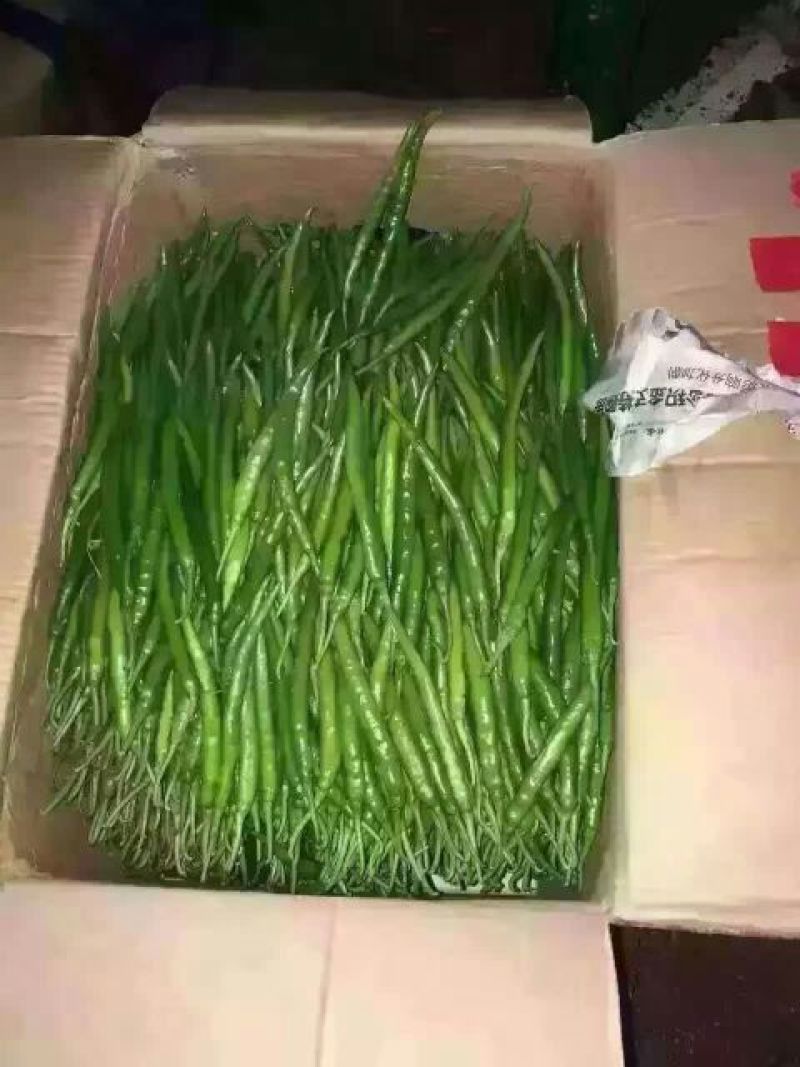 线椒﹥20厘米青中辣，欢迎新老客户前来订购