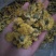 怀菊花袋装