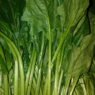 菠菜内蒙古鑫科农业
