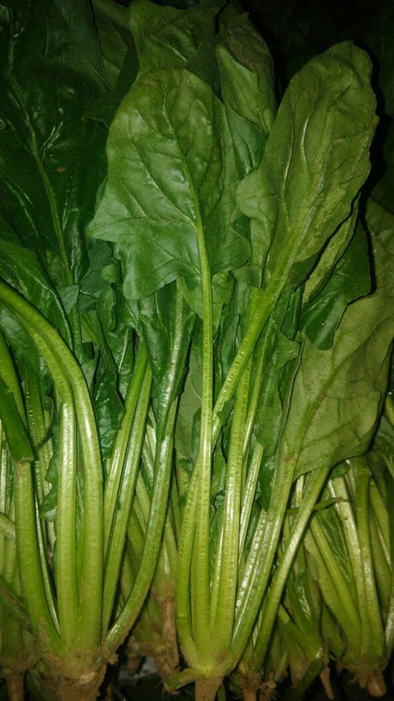 菠菜内蒙古鑫科农业