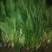 菠菜内蒙古鑫科农业