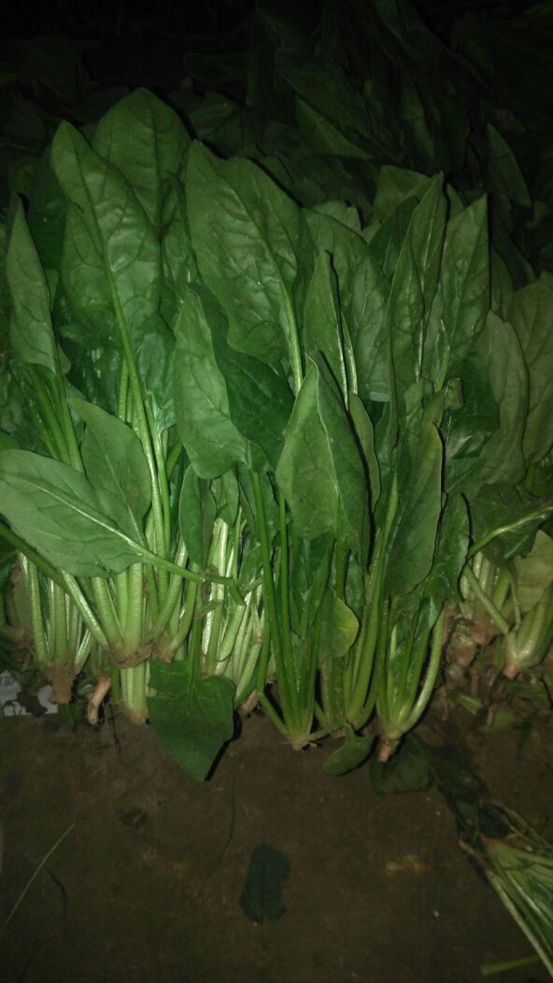 菠菜内蒙古鑫科农业