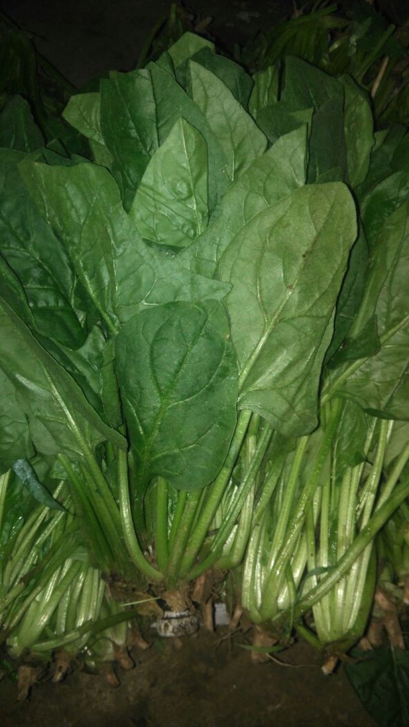 菠菜内蒙古鑫科农业
