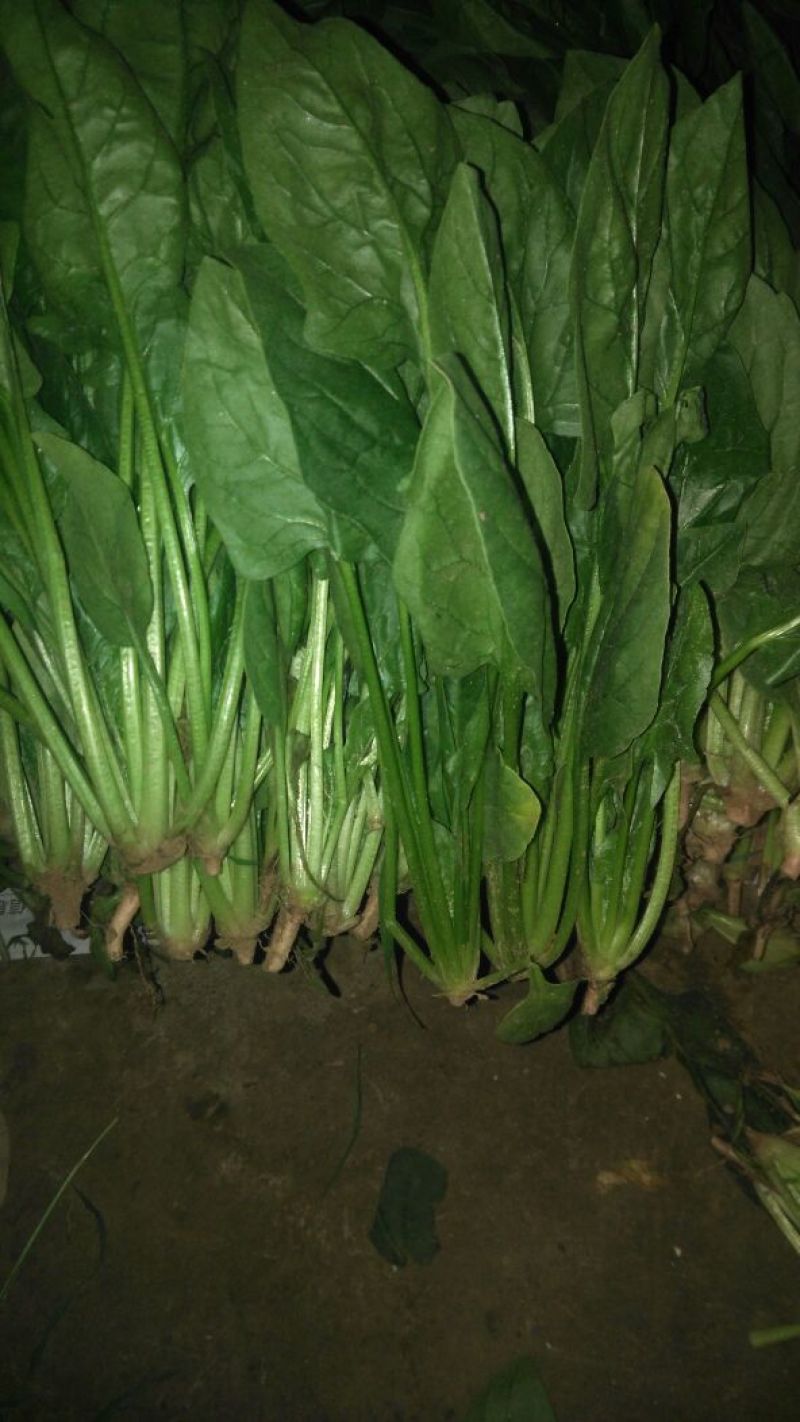菠菜内蒙古鑫科农业