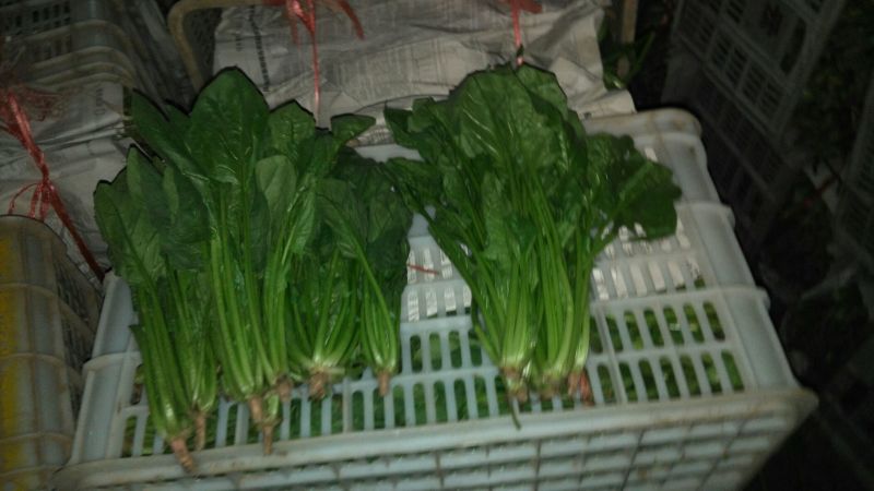 菠菜内蒙古鑫科农业