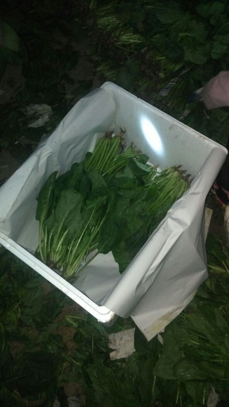 菠菜内蒙古鑫科农业