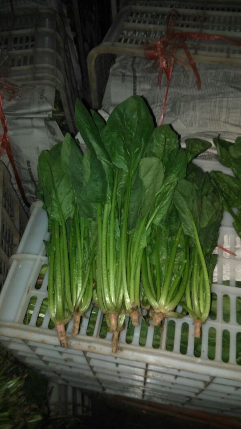 菠菜内蒙古鑫科农业