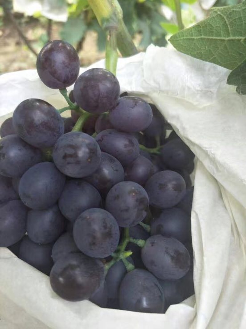 香甜可口的玫瑰香大葡萄上市了🍇🍇葡萄🍇🍇🍇