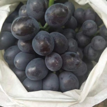 香甜可口的玫瑰香大葡萄上市了🍇🍇葡萄🍇🍇🍇