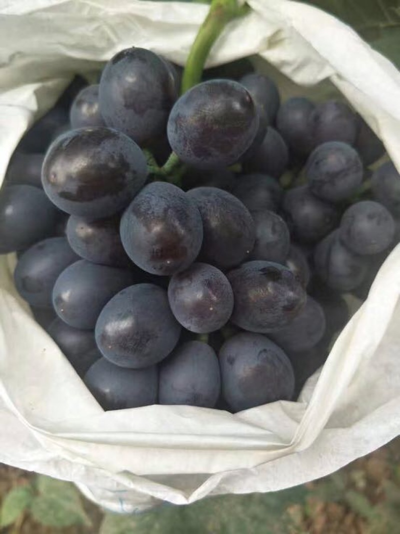 香甜可口的玫瑰香大葡萄上市了🍇🍇葡萄🍇🍇🍇
