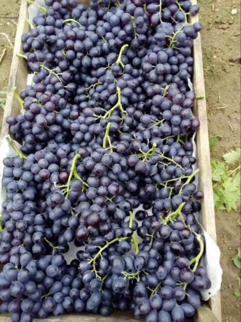 香甜可口的玫瑰香大葡萄上市了🍇🍇葡萄🍇🍇🍇