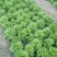生菜意大利生菜青菜必备基地大量现货可视频看货