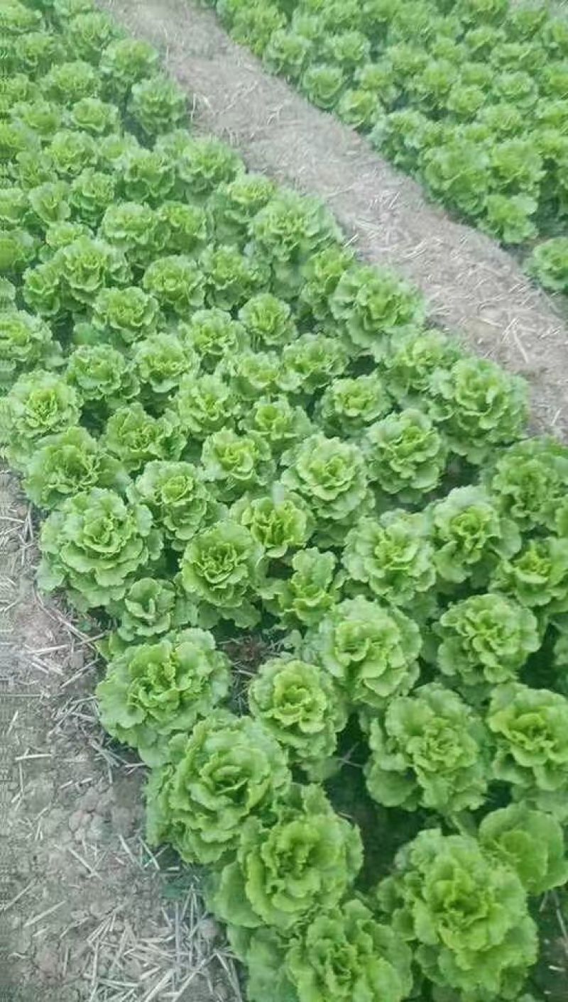 生菜意大利生菜青菜必备基地大量现货可视频看货