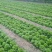 生菜意大利生菜青菜必备基地大量现货可视频看货