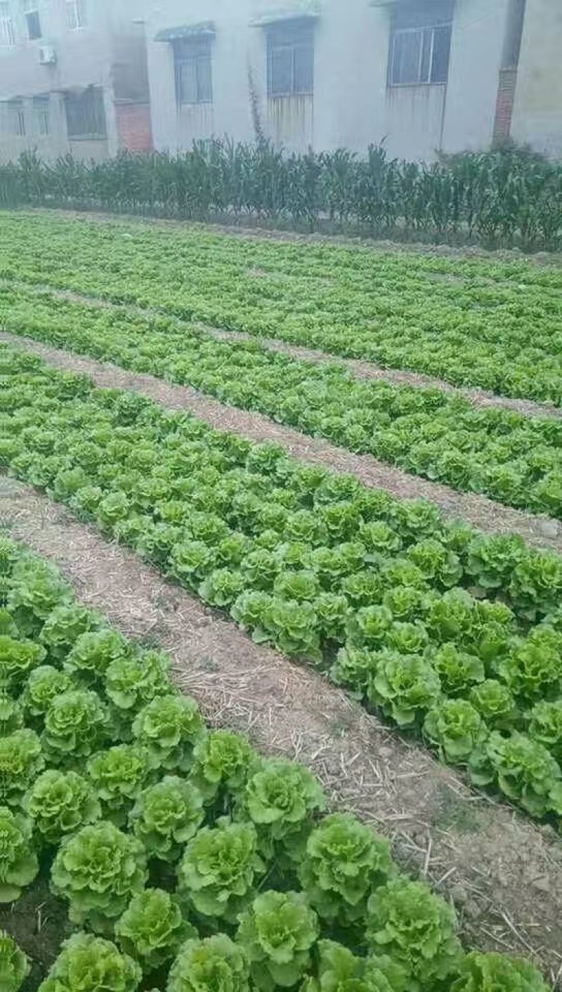 生菜意大利生菜青菜必备基地大量现货可视频看货
