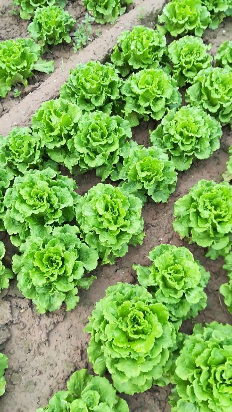 生菜意大利生菜青菜必备基地大量现货可视频看货