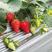 京藏香草莓苗，天仙醉草莓苗品种真，视频看货