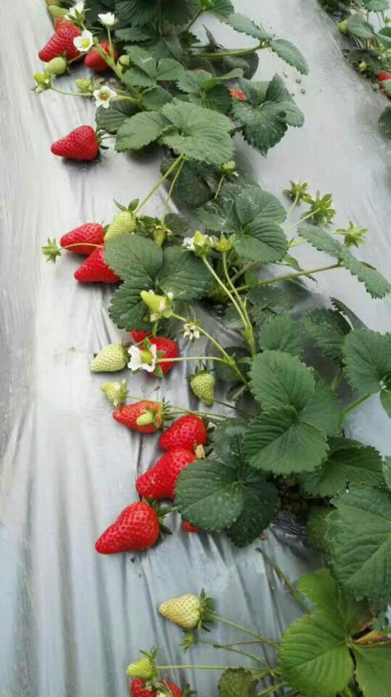 京藏香草莓苗，天仙醉草莓苗品种真，视频看货