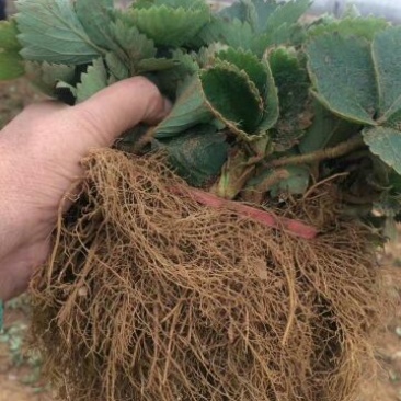 穴盘草莓种苗妙香7号天仙醉章姬宁玉草莓苗