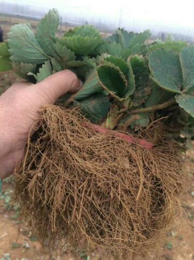 穴盘草莓种苗妙香7号天仙醉章姬宁玉草莓苗