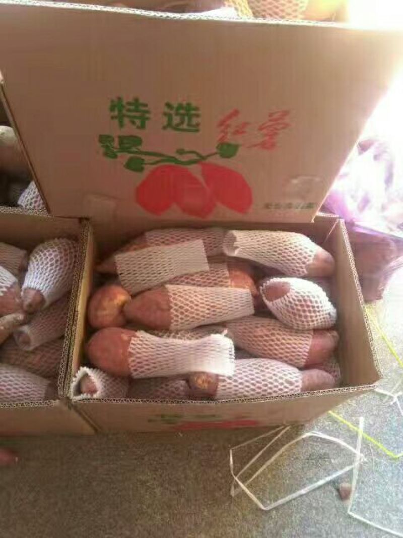 六鳌红心红薯4两以上红心