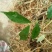 正宗白花牛奶根干货，统货阳枝5厘米以下香味浓郁