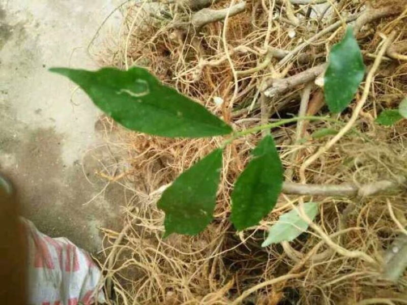 正宗白花牛奶根干货，统货阳枝5厘米以下香味浓郁