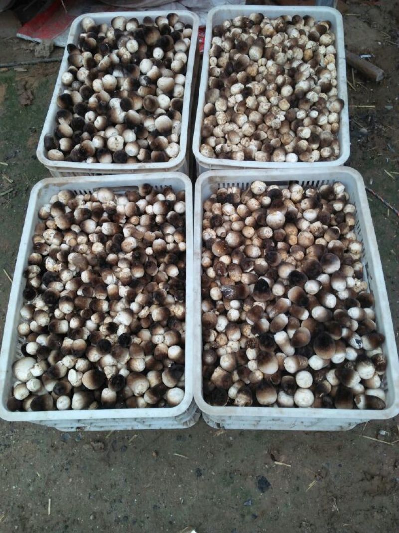 草菇2cm以上