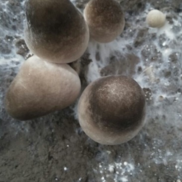 草菇2cm以上