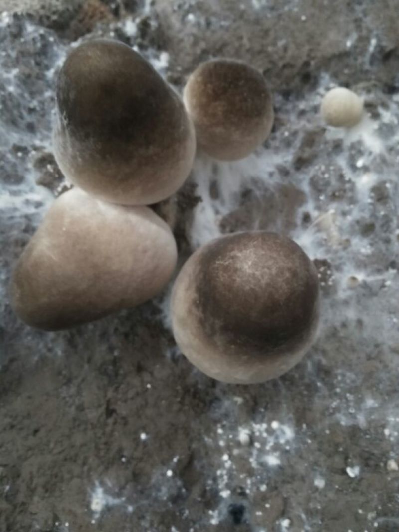 草菇2cm以上