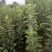 维纳斯苹果苗众诚苹果苗烟富8苹果苗