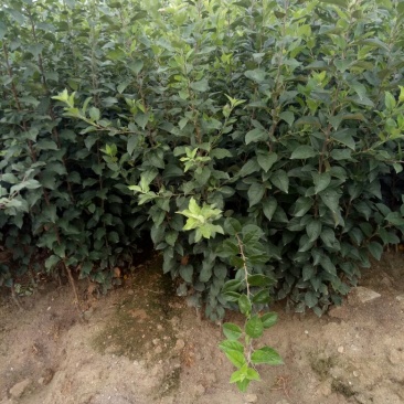 维纳斯苹果苗众诚苹果苗烟富8苹果苗