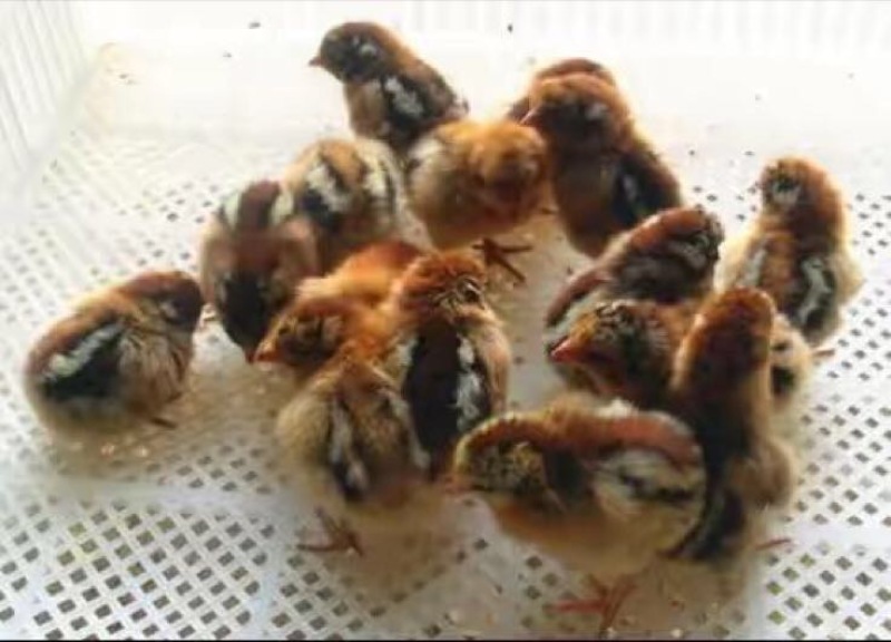 青脚麻鸡苗60~70克出壳苗雄