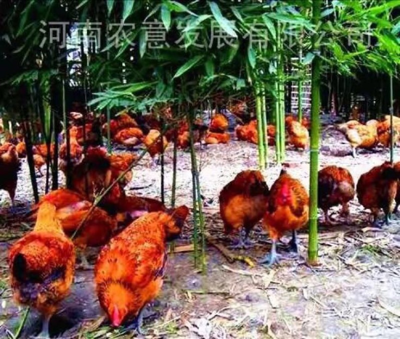 青脚麻鸡苗60~70克出壳苗雄