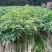 芒果苗1~1.5m