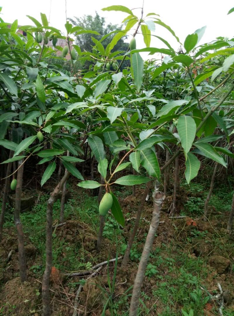 芒果苗1~1.5m