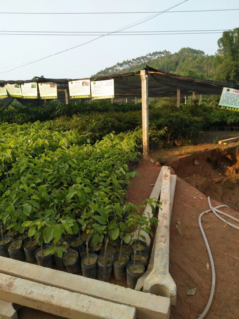 释迦苗台湾凤梨
