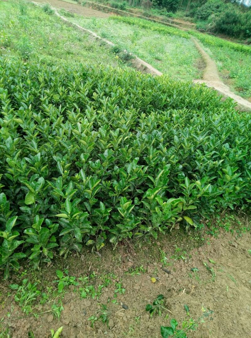 柑桔苗50~80cm