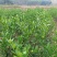 柑桔苗50~80cm