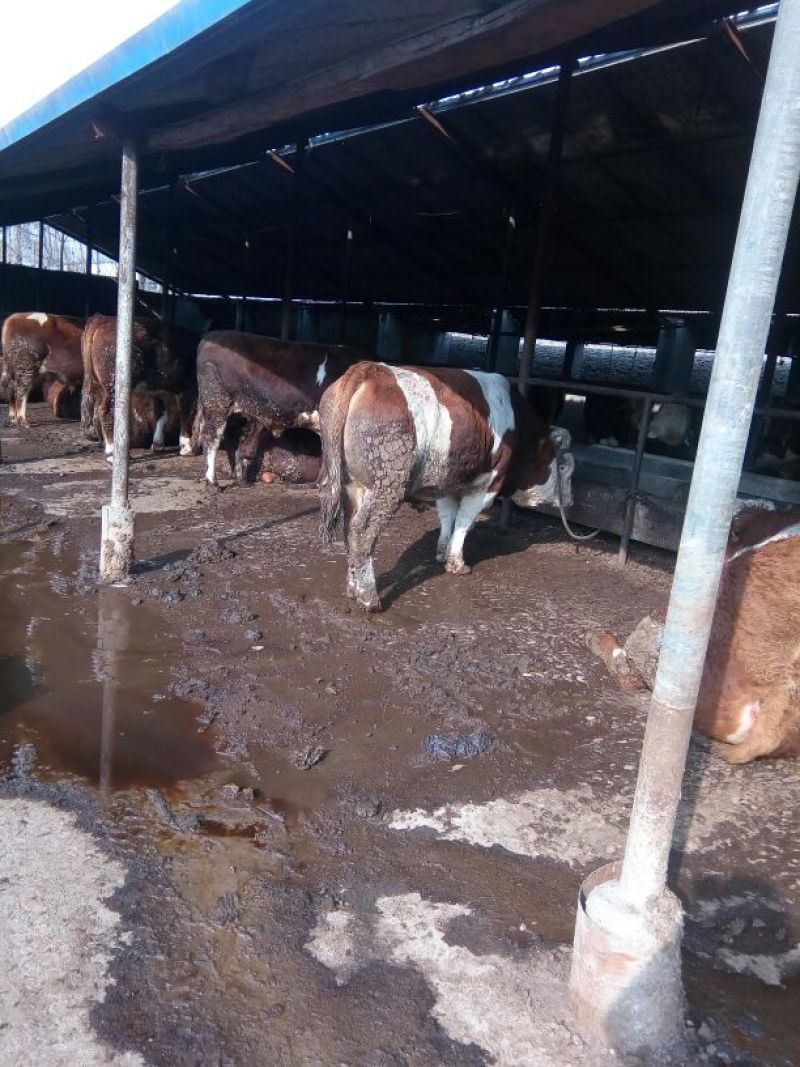 肉马