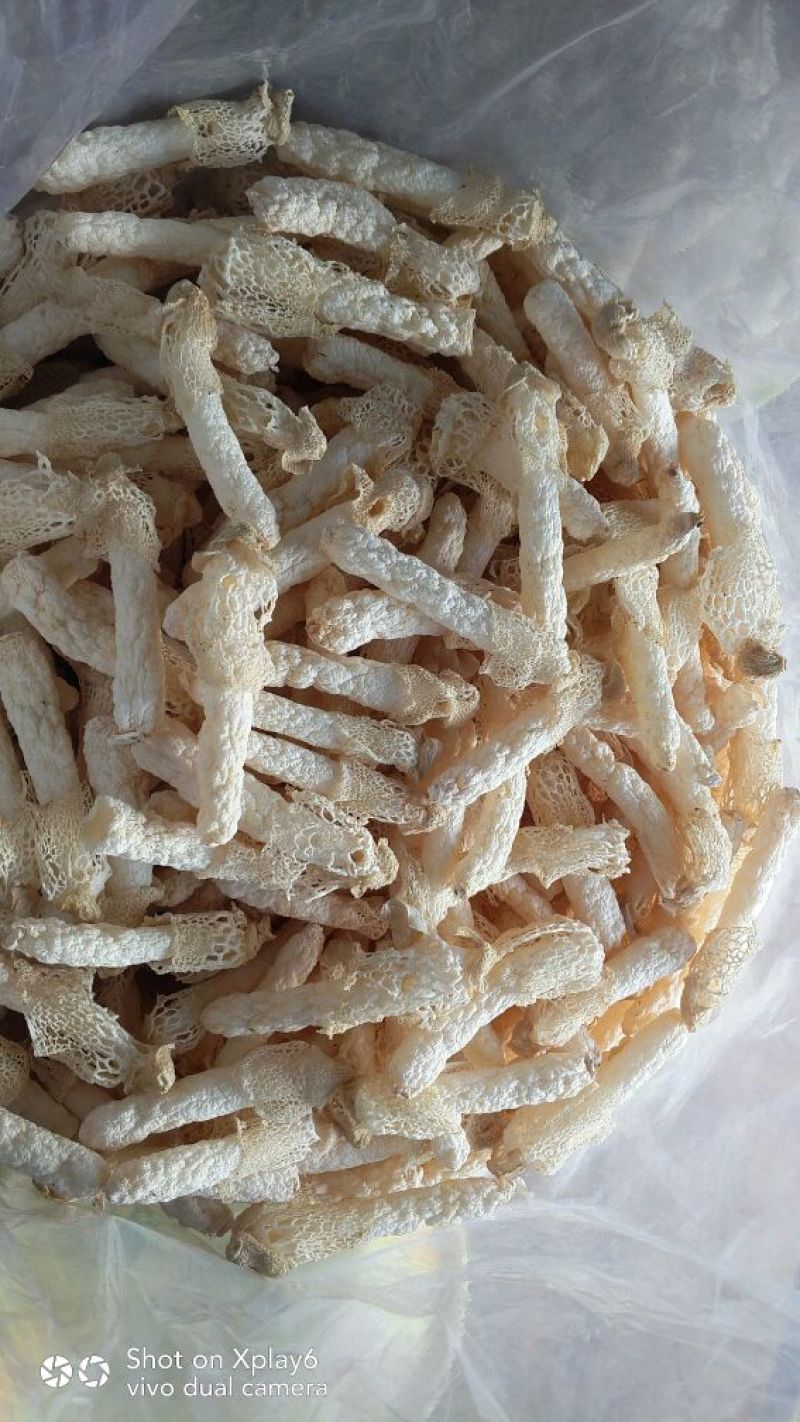 干竹荪一级