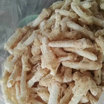 干竹荪一级