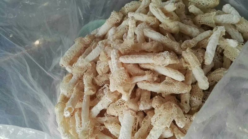 干竹荪一级