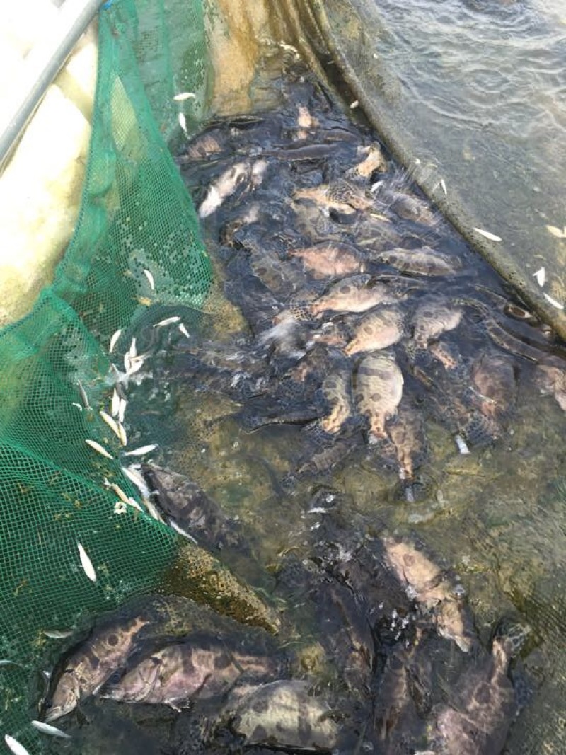 斑鳜食用活鱼20~30cm