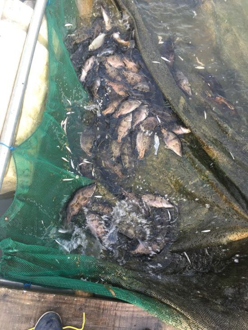 斑鳜食用活鱼20~30cm