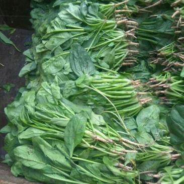 小叶菠菜20~25厘米