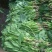 小叶菠菜20~25厘米