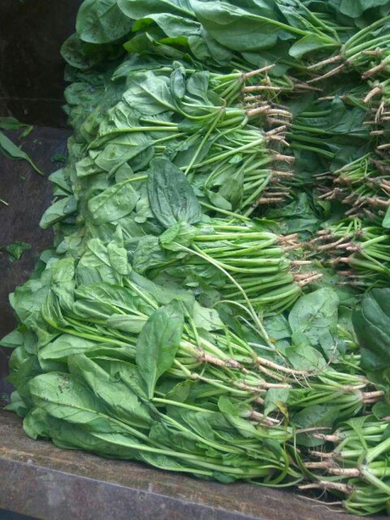 小叶菠菜20~25厘米
