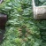 小叶菠菜20~25厘米